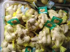 High Quality Fresh Organic Ginger And Air Dried Ginger Root Supply From Chinese Organic Ginger Farm