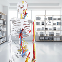 Squelette humain 85 cm en PVC, modèle d'os orthopédique médical, anatomie avec caractéristiques neurovasculaires, pour la formation des infirmières et l'utilisation scolaire