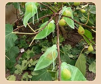 Organza-Netzabdeckung für Trauben, Fruchtschutz-Plastiktüte für Obst und Blumen, Trauben-, Pfirsich- und Apfel-Schutzbeutel
