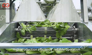 Machine de traitement de légumes entièrement automatique 500kg/heure Ligne de production de lavage de laitue Ligne de calibrage de lavage de légumes - Product Image 3