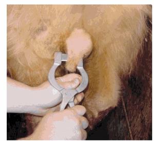 Best Newberry Interchangeable Stainless Steel Blades <b>Veterinary</b> Castration Knife Premium <b>Veterinary</b> <b>Surgical</b> <b>Instrument</b> - Product Image 2