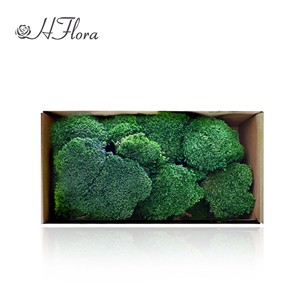 Premium Natural Preserved Reindeer <strong>Moss</strong> Super <strong>Moss</strong> Chunk Long-Lasting For Christmas Home Decor Wall Art Terrarium Interior - Product Image 4