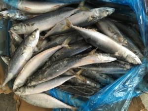 Sgombro Saba del Pacifico Nord Congelato per Inscatolamento, Best Seller |   15 kg/cartone - Product Image 3