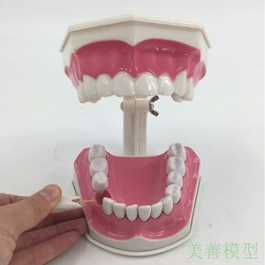 Modelo dental desmontable con aumento de 2x, modelo didáctico para niños de jardín de infantes, cepillo dental, modelo de dentadura postiza, cavidad bucal - Product Image 4