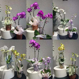 Coffret de fleurs pour la fête des mères, sac cylindrique en carton blanc portable et boîte cadeau - Product Image 4