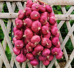 Lanière en plastique avec pendentifs <span class=keywords><strong>d</strong></span>écoratifs en forme de légumes artificiels (<span class=keywords><strong>ail</strong></span>, poivre, cacahuète) - Product Image 4