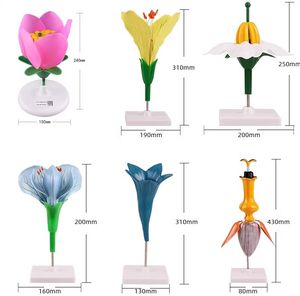 Modèle anatomique pédagogique de fleur de pomme de terre pour usage médical et scolaire - Product Image 3