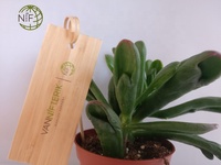 NIF Prix attractif nouveau type étiquettes de plantes de jardin en gros étiquette de jardin en bambou personnalisée
