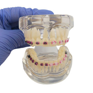 Modelo de Estudio de Ortodoncia Dental, Juego de 28 Dientes, Soportes Metálicos y de Cerámica, Resina para Demostración de Enseñanza - Product Image 2