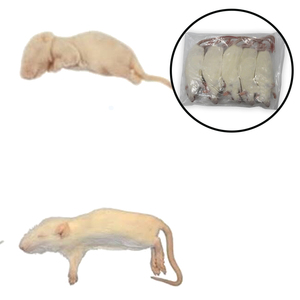 Rats déshydratés en vrac, qualité export, pour oiseaux carnivores et grands serpents serpentins - Product Image 1