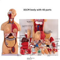 Modèle de torse bisexuel en PVC de 85cm, 40 parties dissectibles, structure d'organe du corps humain, modèle de squelette anatomique pour la science médicale