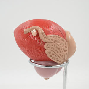 Grossissement du modèle de grande vessie humaine 3 fois 2 pièces modèle modèle d'instrument scientifique d'enseignement médical - Product Image 4