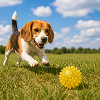 Nouvelle balle à mâcher couineuse pour chien 2026, jouet à picots en TPR, durable et élastique, pour le massage des gencives et le nettoyage des dents, idéal pour la dentition des chiots
