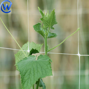 Filet de soutien pour plantes agricoles, <span class=keywords><strong>haricots</strong></span> et pois, treillis grimpant, filet de soutien pour les cultures de concombres au Pakistan - Product Image 3