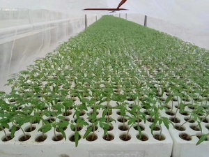 Vendite calde di lana di roccia idroponica lastra di parete di roccia agricola quadrata per la casa e il giardino di semina - Product Image 3