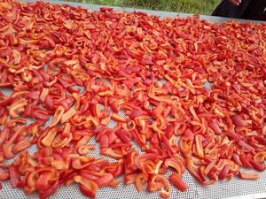 Gesalzene getrocknete rote <span class=keywords><strong>Paprika</strong></span> streifen getrocknete <span class=keywords><strong>Paprika</strong></span> flocken - Product Image 6