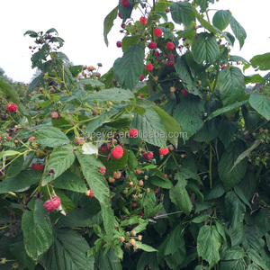 Iqf mâm xôi đông lạnh số lượng lớn đóng gói tất cả trái cây tự nhiên trực tiếp từ trang trại - Product Image 3