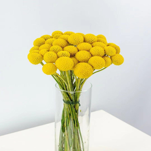 Arrangement de fleurs conservées Craspedia <span class=keywords><strong>rose</strong></span> bon marché et de haute qualité Fleurs décoratives pour la décoration de mariage à la maison - Product Image 2