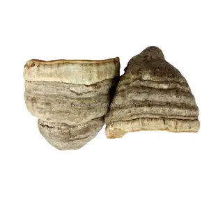 Fomos secos salvajes, <span class=keywords><strong>hongos</strong></span> tinder, novedad, recolectados - Product Image 1