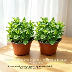 Menta Fresca Commestibile <span class=keywords><strong>in</strong></span> <span class=keywords><strong>Vaso</strong></span>, Foglie di Menta Verde, Menta Piperita, Repellente per Zanzare Tutto l'Anno, <span class=keywords><strong>Pianta</strong></span> Profumata per Interni, Balconi e Cortili - Product Image 4