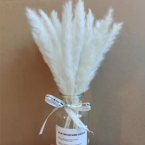 E07499 Boho vaso di vetro 40-50CM 15 30 pezzi conservato Reed Grass Set regalo piccolo bianco secco pampa erba Bouquet <span class=keywords><strong>per</strong></span> la decorazione di nozze - Product Image 1