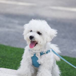 Beirui 2025製造調整可能かわいい蝶ネクタイ耐久軽量パッド入りペットアクセサリーファッション子犬犬用ステップハーネス - Product Image 1