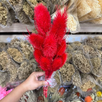 Bunga Teasel Thistle Alami Awet untuk Dekorasi Pernikahan dan Rumah (Grosir)