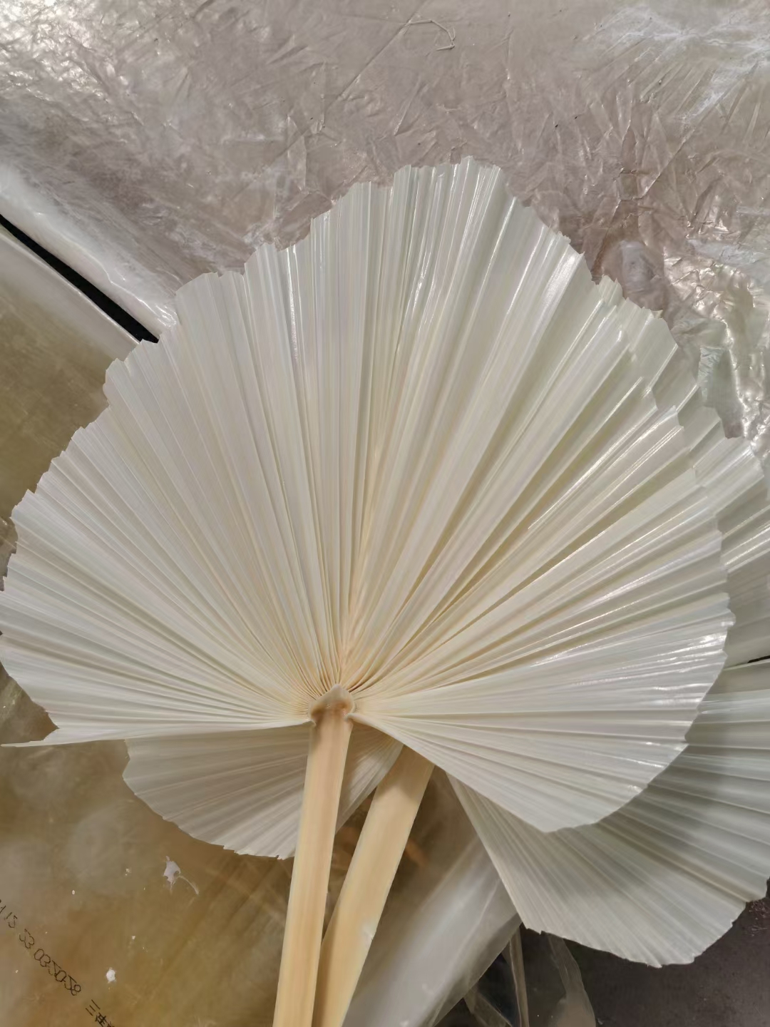 Feuilles de palmier blanchies