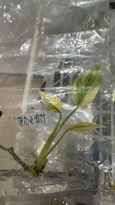 稀有龟背竹杂色组织培养植物 - 3-5厘米，实验室栽培，独特的收藏级叶材，经过植物认证 - Product Image 5