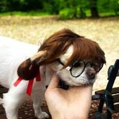 วิกผมสุนัขเครื่องประดับ (wffncdq) - Product Image 1