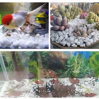 Décoration Naturelle : Galets Blancs pour Jardin, Petites Pierres Blanches pour Aquarium, Galets Décoratifs