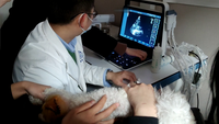 Système de diagnostic médical à ultrasons de qualité supérieure, appareil d'échographie vétérinaire Doppler couleur 4D avec interface à trois sondes