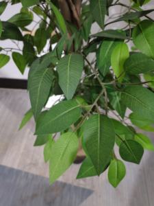 ต้นไทรปลอมต้นไม้ต้นไทรเทียมทำจากพลาสติกพร้อมกระถาง - Product Image 2