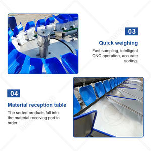 Máquina clasificadora de frutas con cinturón automático OCEAN, ostra, <span class=keywords><strong>Caracol</strong></span>, ostra, pescado <span class=keywords><strong>vivo</strong></span>, máquina de peso y clasificación - Product Image 4