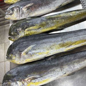 Filete sin piel de pescado mahi congelado, porción de lomo sin hueso cortado, bloque de mariscos IQF, grado de exportación, embalaje a granel, captura salvaje - Product Image 2