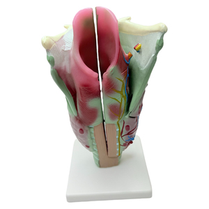 Mô Hình Mô Phỏng Khớp Thanh Quản Phóng Đại Chuyên Nghiệp Mô Hình Giải Phẫu Y Tế/Mô Hình Giải Phẫu Sinh Học - Product Image 3