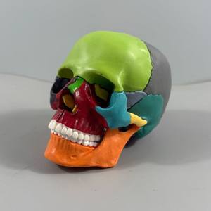 Modèle <span class=keywords><strong>de</strong></span> crâne en PVC coloré, 15 pièces détachables, 1/2 taille, petit modèle <span class=keywords><strong>de</strong></span> squelette - Product Image 2