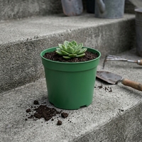 Vente en gros de pots de fleurs d'intérieur modernes en plastique PP durable avec trous de drainage, jardinières mignonnes et uniques pour la décoration de la maison, 0,14 gallon
