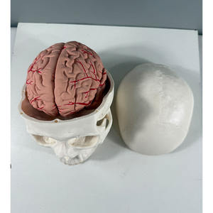 Modelo de Cráneo Blanco con Cerebro de 8 Partes para Educación Dental - Herramienta de Entrenamiento Anatómico - Product Image 3