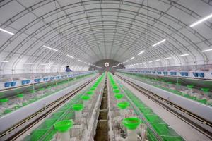 Lefeng – <span class=keywords><strong>cage</strong></span> de lapin d'élevage industriel, vente en gros, automatique, galvanisée à chaud, <span class=keywords><strong>design</strong></span> moderne - Product Image 2