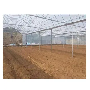 Commercial Agricultural Multi-Span Plastic Film Greenhouse