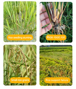 <span class=keywords><strong>ปุ๋ย</strong></span>ที่ละลายน้ำได้จากพืชเหลวออร์แกนิกสำหรับข้าวช่วยเพิ่มผลผลิตของรากและต้านทานต่อที่พัก - Product Image 2