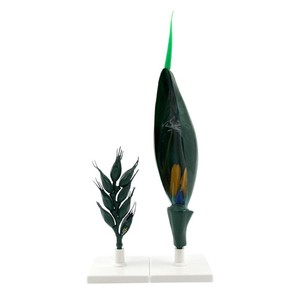 Modèle de fleur de blé Qinghua, modèle anatomique magnifié de l'épi de blé pour les cours de biologie au collège et au lycée, fleur de blé - Product Image 4