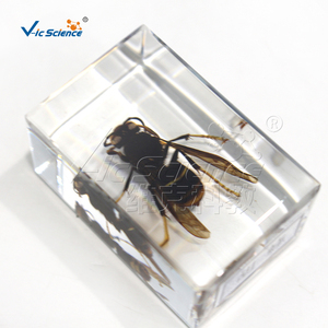 Plastomount Transparente con Insecto Encapsulado, Muestra Real <span class=keywords><strong>de</strong></span> Hymenoptera <span class=keywords><strong>para</strong></span> Investigación <span class=keywords><strong>de</strong></span> Laboratorio <span class=keywords><strong>de</strong></span> Entomología, CE/ISO/ROHS/CNAS - Product Image 1