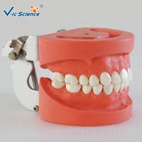 Modelo Dental Estándar de 28 Dientes con Encías Duras, Articulador FE para Prácticas de Enseñanza Dental, con Certificaciones CE, ISO, ROHS y CNAS