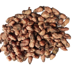 ต้นอ็อกซาลิส ไตรแองจูลาริส ซับสปี ปาปิลิโอเนเซีย ป่าม่วงสด ขาย - Product Image 1