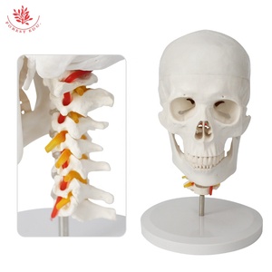 Modèle de colonne vertébrale cervicale de crâne humain FRT023 modèle de crâne d'artère carotide occipitale modèle de crâne de Communication médecin-patient orthopédique - Product Image 4
