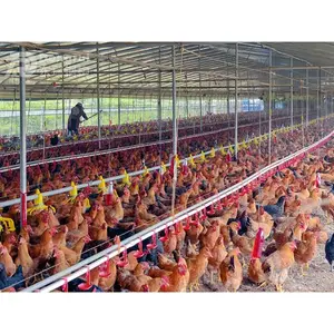 Diseño avícola granja de pollos edificio jaula de acero Casa de pollo planes para la venta