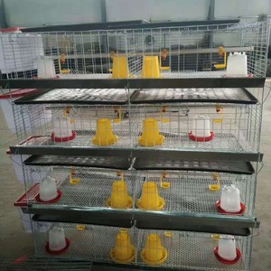 Gabbie per Polli da Carne Tipo H, Gabbia per Galli Moderna, Pollaio Automatico per Polli da Carne - Product Image 1