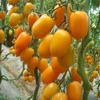 Tomates Séchées Persimmon de Qualité Supérieure pour Collations Saines et Ingrédients Culinaire
